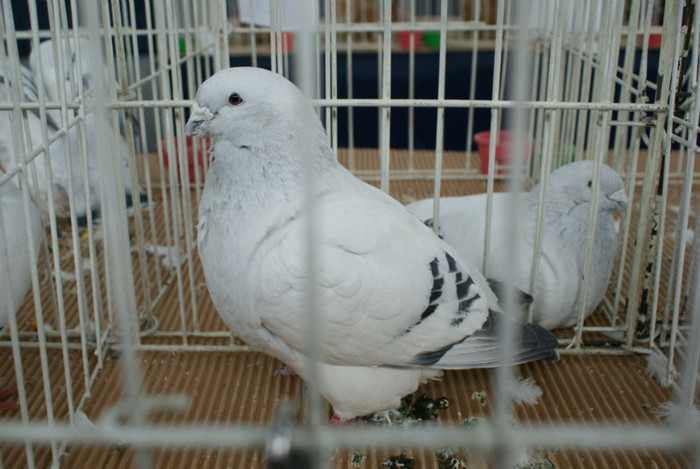 DSC00132