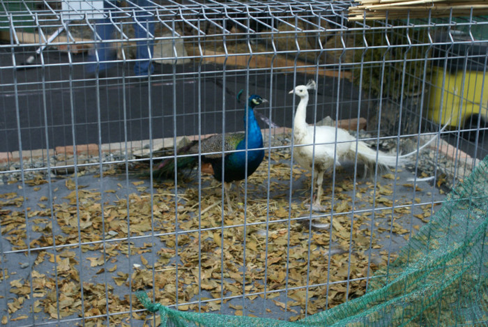 DSC00147