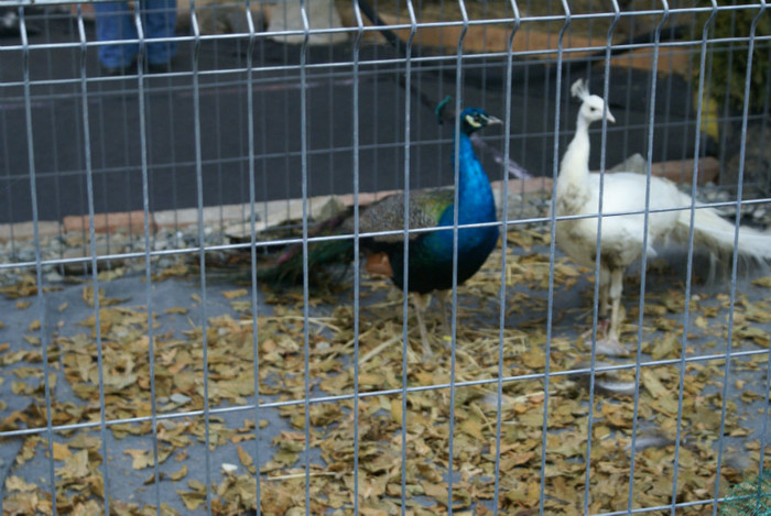 DSC00148