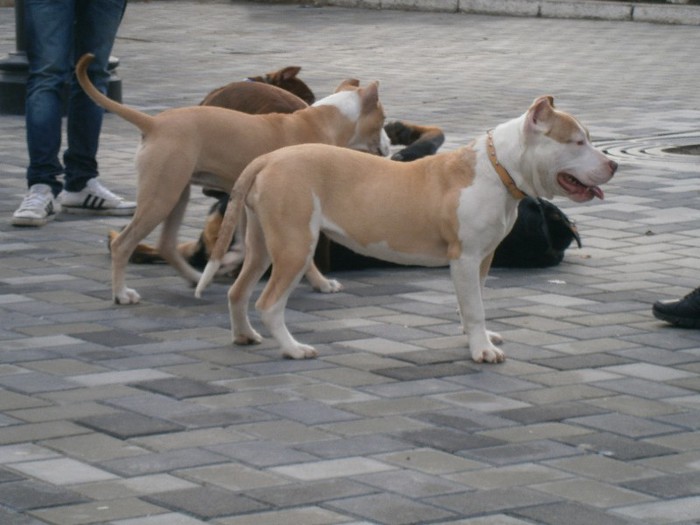 P1200435 - AMSTAFF SASHA