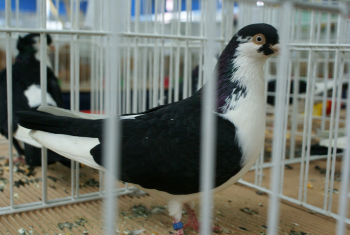 DSC00260