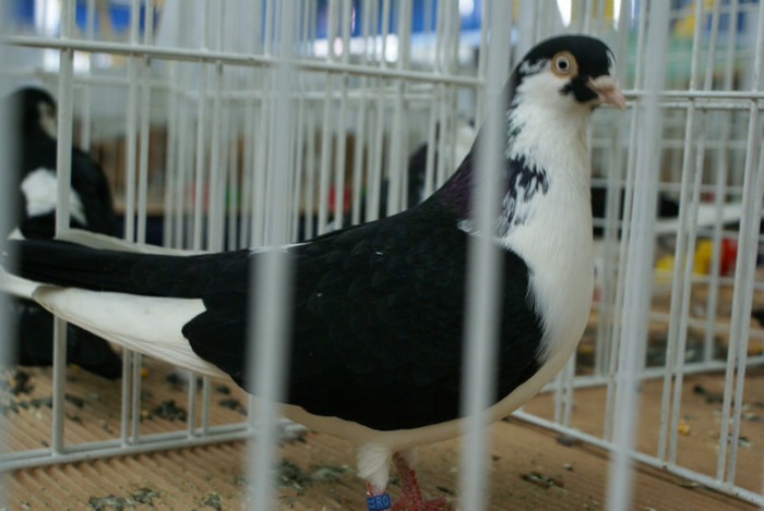 DSC00261