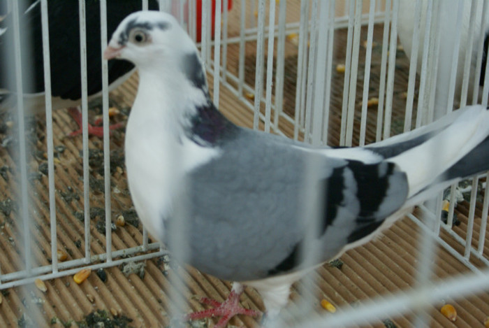 DSC00264