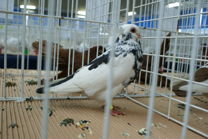 DSC00267