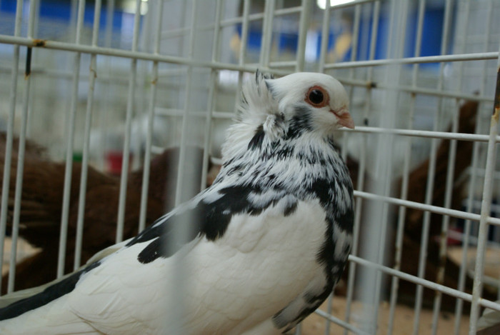 DSC00268