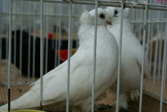 DSC00273