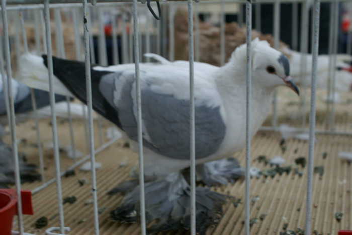 DSC00275