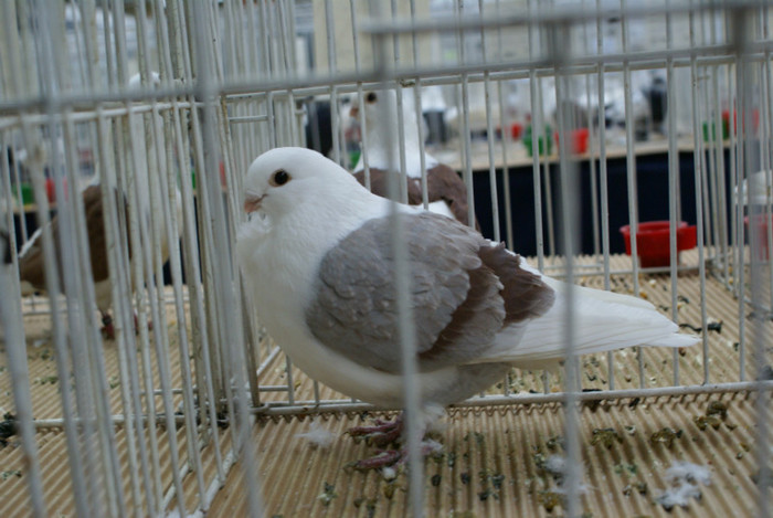 DSC00299