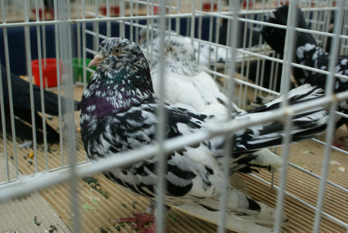 DSC00302