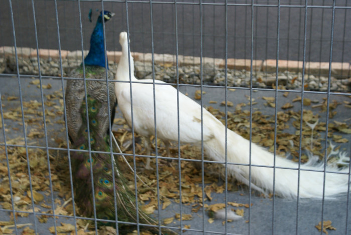 DSC00306