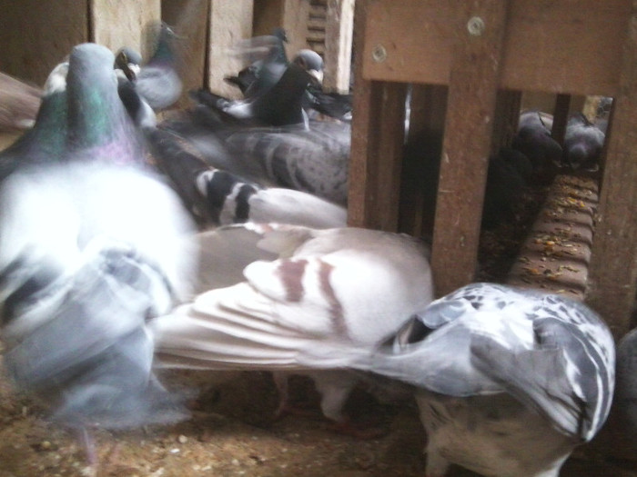 F - Cateva fotografii la lotu de zbor