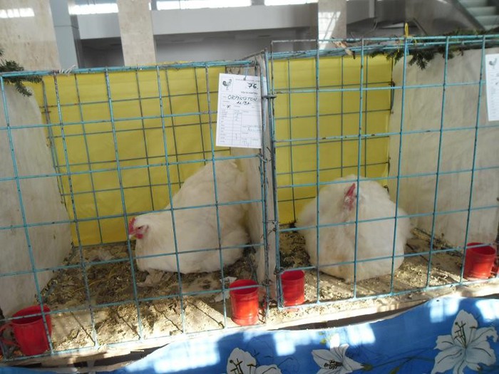 SAM_0448 - EXPO PAS-BUCOVINA 2013