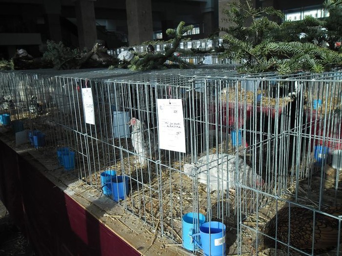 SAM_0472 - EXPO PAS-BUCOVINA 2013