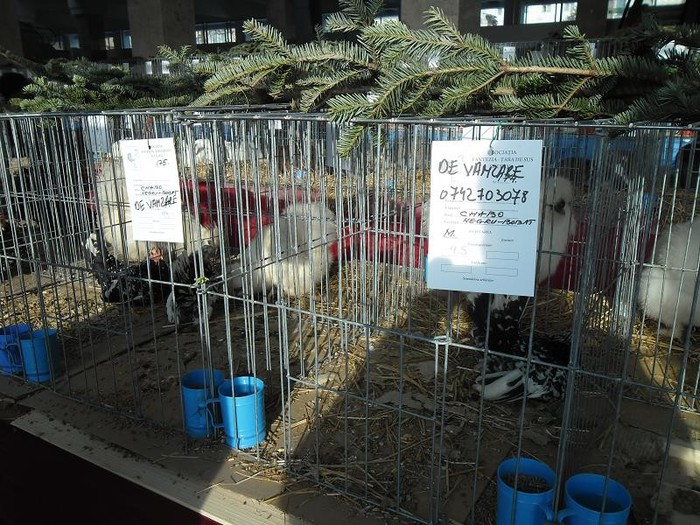 SAM_0474 - EXPO PAS-BUCOVINA 2013