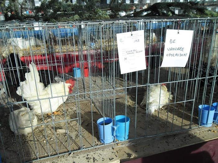 SAM_0475 - EXPO PAS-BUCOVINA 2013