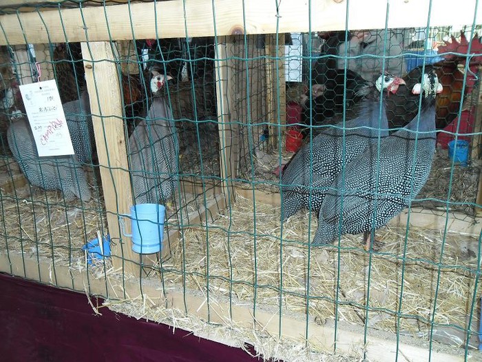 SAM_0478 - EXPO PAS-BUCOVINA 2013