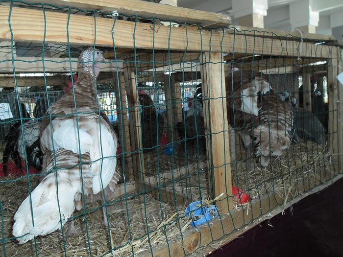 SAM_0479 - EXPO PAS-BUCOVINA 2013