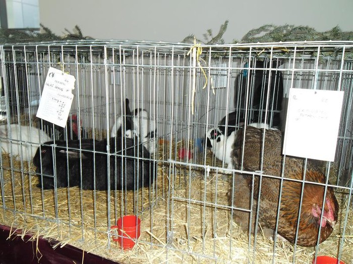 SAM_0481 - EXPO PAS-BUCOVINA 2013