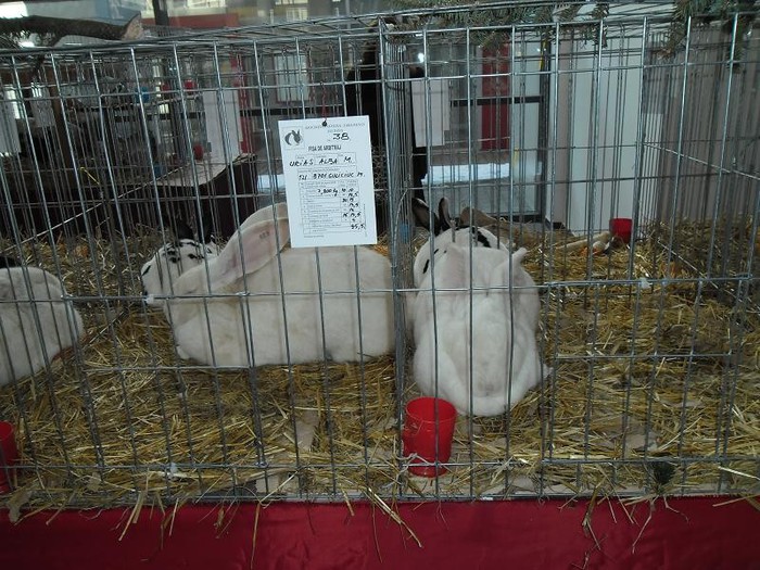 SAM_0482 - EXPO PAS-BUCOVINA 2013