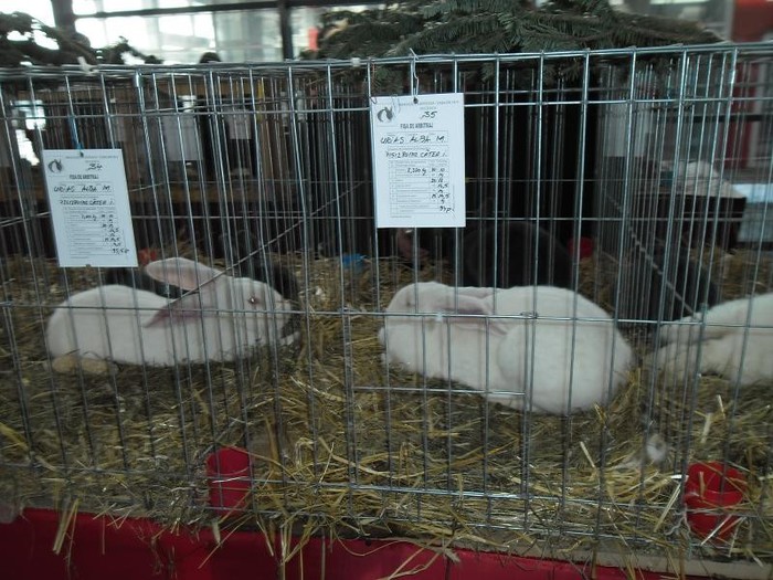 SAM_0483 - EXPO PAS-BUCOVINA 2013