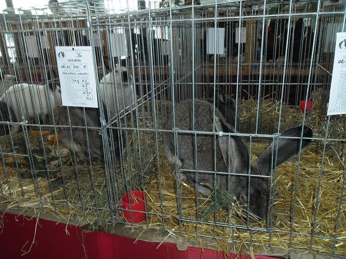 SAM_0485 - EXPO PAS-BUCOVINA 2013