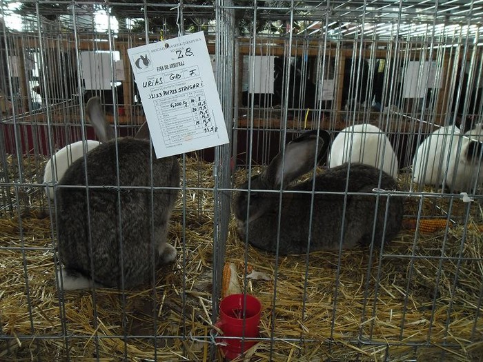 SAM_0486 - EXPO PAS-BUCOVINA 2013