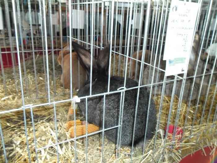 SAM_0488 - EXPO PAS-BUCOVINA 2013