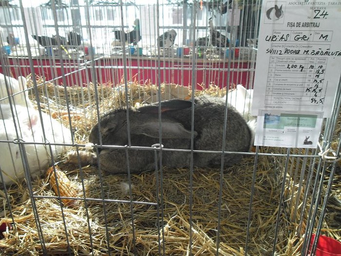 SAM_0489 - EXPO PAS-BUCOVINA 2013