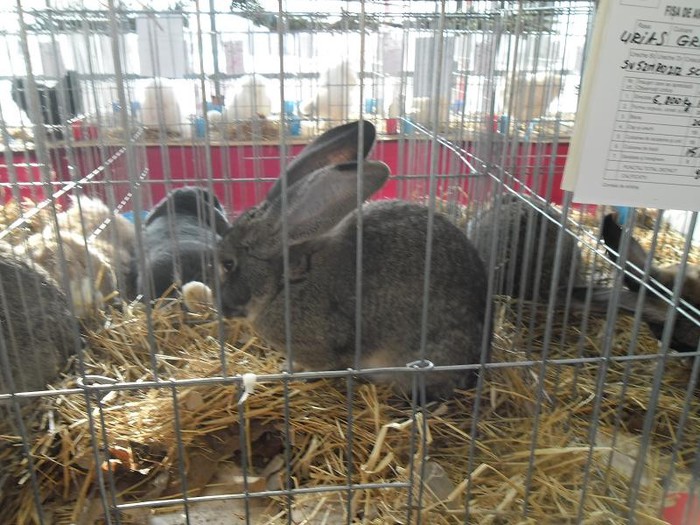 SAM_0492 - EXPO PAS-BUCOVINA 2013