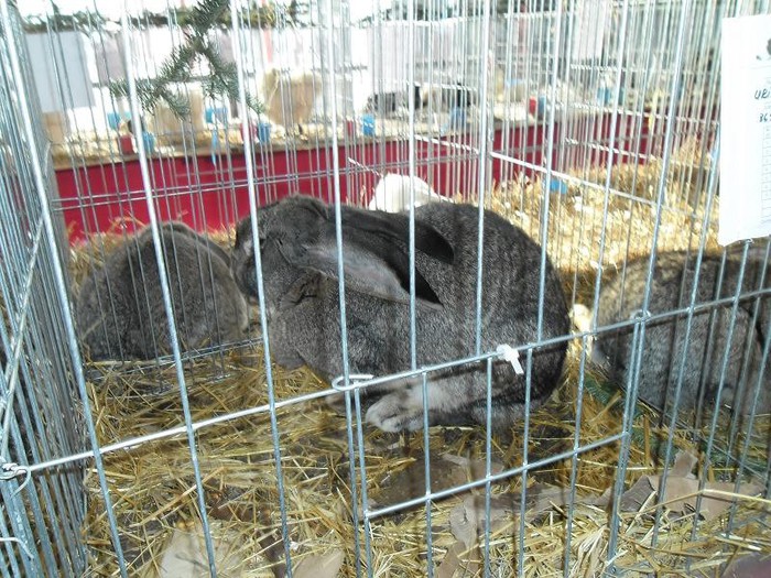 SAM_0496 - EXPO PAS-BUCOVINA 2013