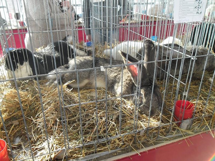 SAM_0498 - EXPO PAS-BUCOVINA 2013