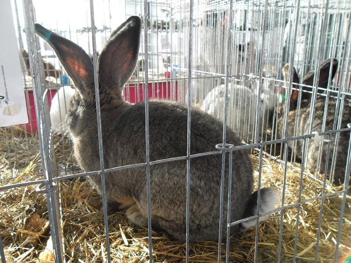 SAM_0499 - EXPO PAS-BUCOVINA 2013