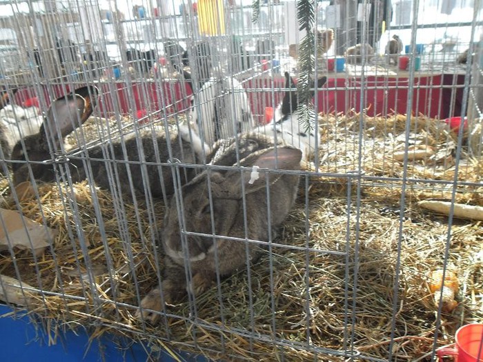 SAM_0503 - EXPO PAS-BUCOVINA 2013