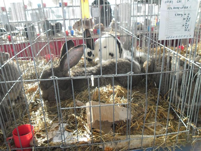 SAM_0504 - EXPO PAS-BUCOVINA 2013