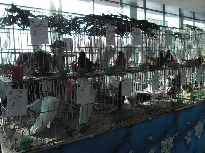 SAM_0506 - EXPO PAS-BUCOVINA 2013