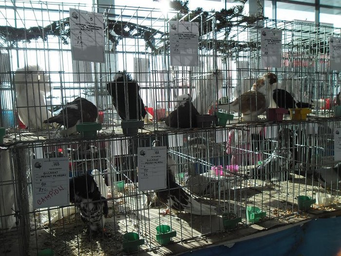 SAM_0508 - EXPO PAS-BUCOVINA 2013