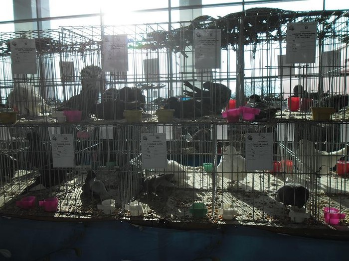 SAM_0509 - EXPO PAS-BUCOVINA 2013