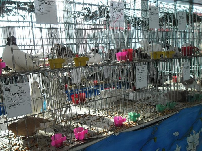 SAM_0510 - EXPO PAS-BUCOVINA 2013