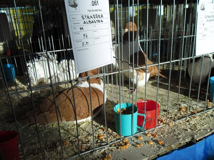 SAM_0535 - EXPO PAS-BUCOVINA 2013