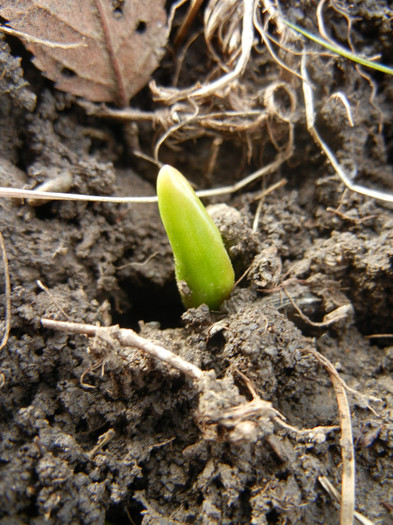 2013, January 21 - 01 Garden in January