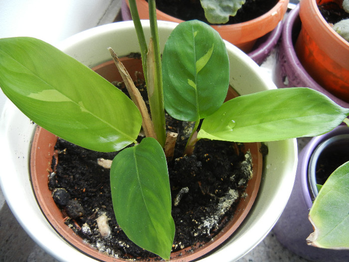 Calathea oppenheimiana (2013, Jan.20) - Calathea Oppenheimiana