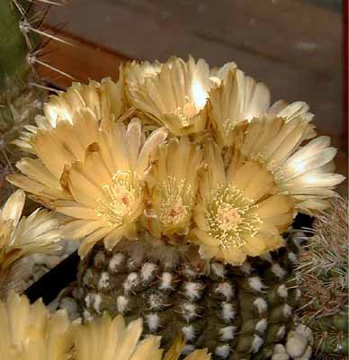 10_Neochilenia_malleolata___