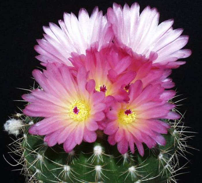 Notocactus purpureus  4