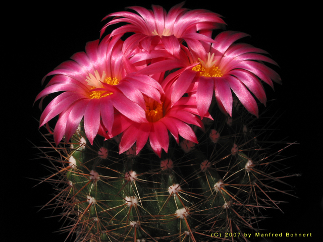 Notocactus_horstii_f._purpureus