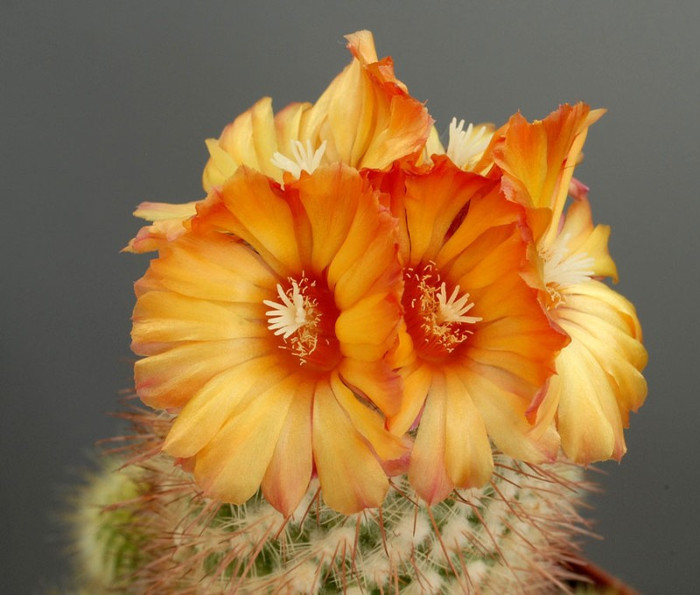 Parodia_spaniosa_001