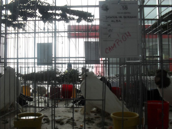 SDC18805 - CAMPIONII EXPOZITIEI 2013