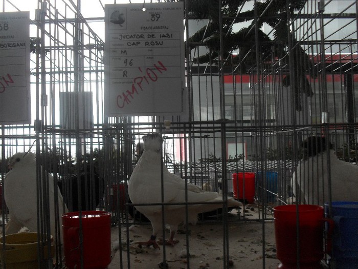 SDC18806 - CAMPIONII EXPOZITIEI 2013