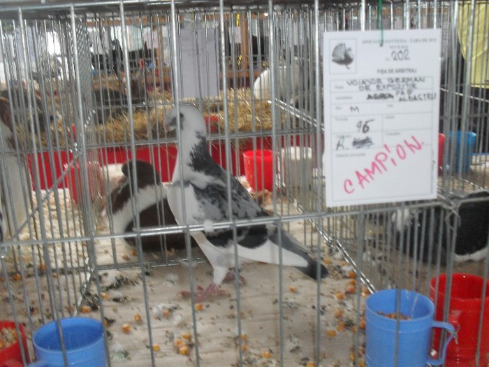 SDC18807 - CAMPIONII EXPOZITIEI 2013