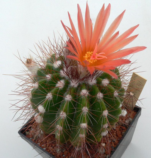 Notocactus Horstii HU17