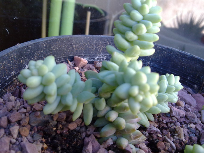 sedum morganianum( burrito); familia suculente,venit de curand in balcon
